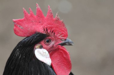 Kırmızı tarak ve beyaz kulak diskleri olan siyah bir horoz.