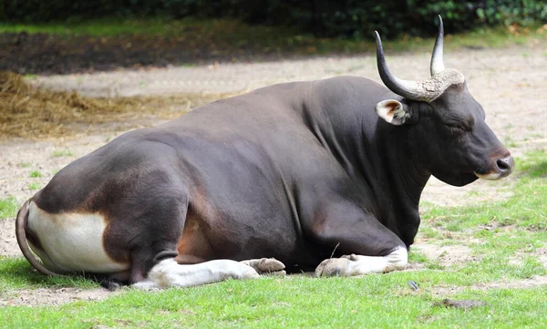 斑纹牛 Bos Javanicus 又名斑纹牛 Tembadau 是一种在东南亚发现的野生牛 — 图库照片