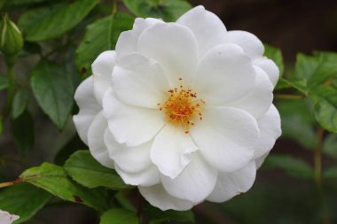 Corymbifera (Rosa Corymbifera), gülgiller (Cervidae) familyasından bir kuş türü.)          