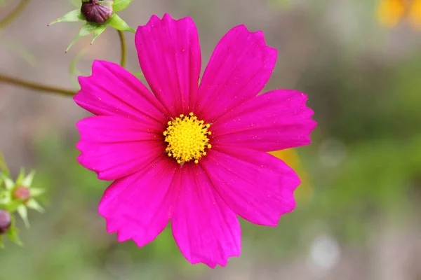 Silene Dioica Syn Melandrium Rubrum Jest Rośliną Kwitnącą Zielną Rodziny — Zdjęcie stockowe