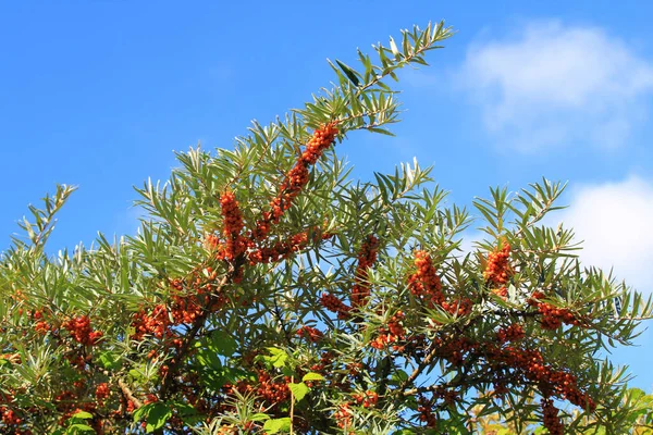 Common Sea Buckthorn Hippophae Rhamnoides Plant Species Genus Sanddorne Hippophae — Φωτογραφία Αρχείου