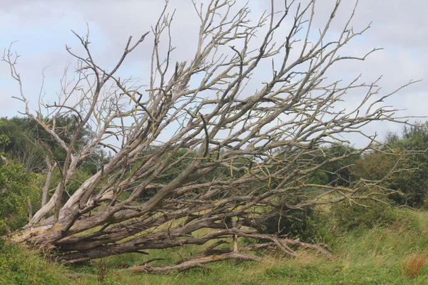 Ett Dött Träd Med Blå Himmel Bakgrunden — Stockfoto