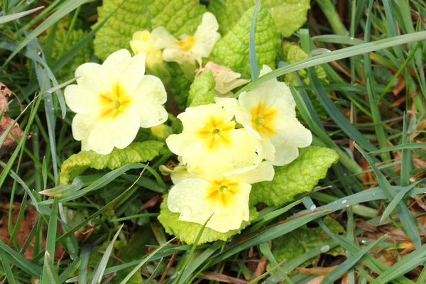 Die Primeln Primula Sind Eine Gattung Der Familie Der Primulaceae — Stockfoto