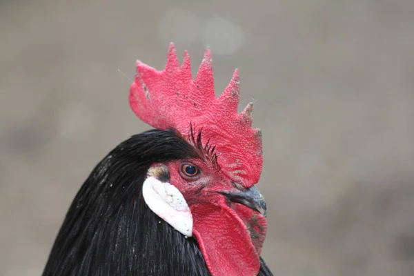 有红色梳子和白色耳盘的黑色公鸡 — 图库照片