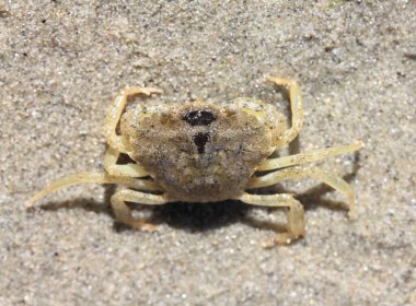 a close-up of a little beach crab (Carcinus maenas)	