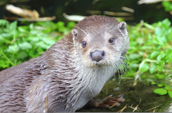 Eurasian Otter Lutra Lutra Also Known European Otter Eurasian River — Stock Fotó