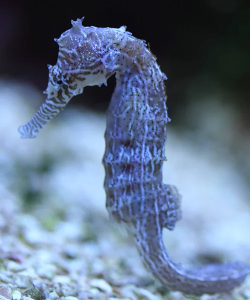 Seahorse Nome Dado Espécies Pequenos Peixes Marinhos Gênero Hippocampus Hippocampus — Fotografia de Stock