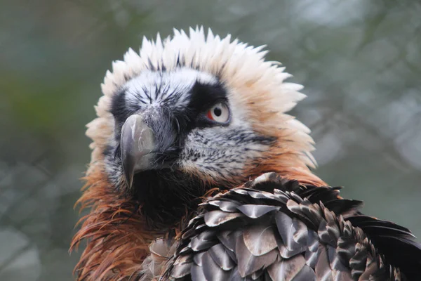 长胡子的秃鹫 Gypaetus Barbatus 也被称为Lammergeier或Ossifrage 是一种捕食的鸟类 也是该属唯一的成员 — 图库照片
