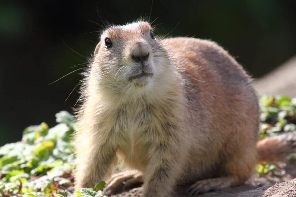 Prairie Dogs Genus Cynomys Herbivorous Burrowing Rodents Native Grasslands North Stock Picture