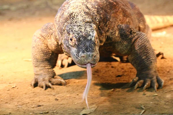 Monitor Lizard Nome Comum Várias Grandes Espécies Lagartos Compreendendo Gênero — Fotografia de Stock