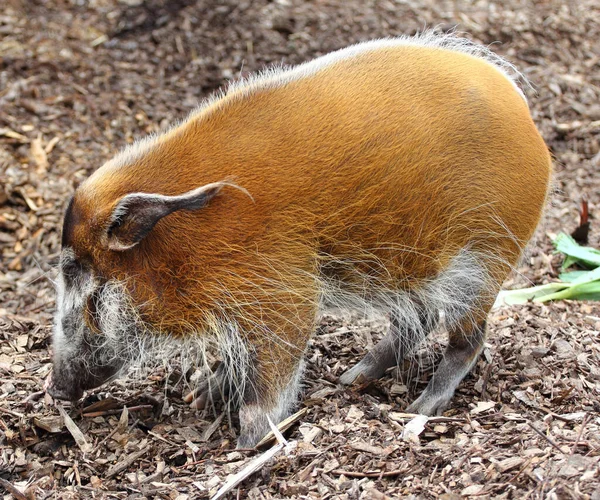 Male Brush Ear River Hog Potamochoerus Porcus — Stock Photo, Image