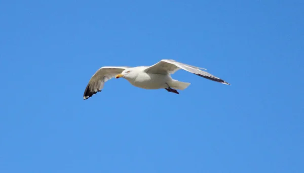 Close Uma Gaivota Voadora Com Céu Azul Fundo — Fotografia de Stock