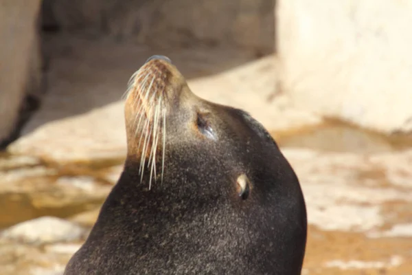 Leão Marinho Califórnia Zalophus Californianus Uma Foca Costeira Nativa Oeste — Fotografia de Stock