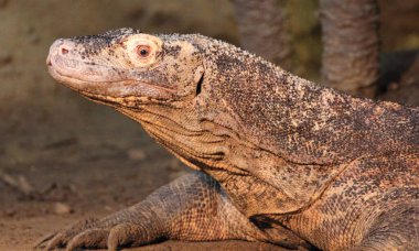 Monitor kertenkelesi, Varanus cinsinden birçok büyük kertenkele türünün yaygın adıdır.   