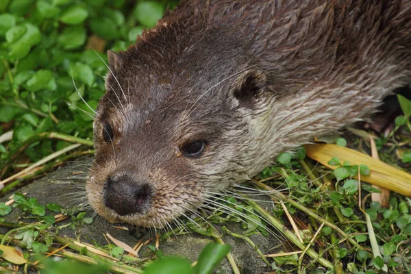 Eurasian Otter Lutra Lutra Also Known European Otter Eurasian River — 图库照片