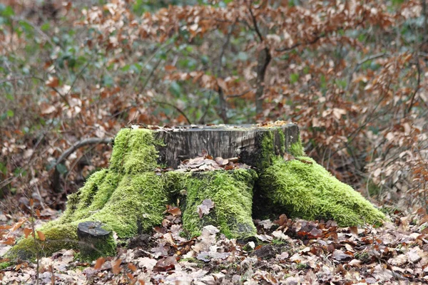 秋の森の中に苔のある風化した木の切り株 — ストック写真