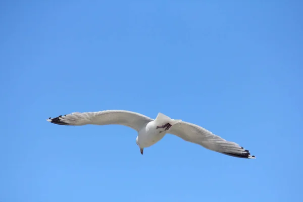 背景に青空が広がる空飛ぶカモメのクローズアップ — ストック写真