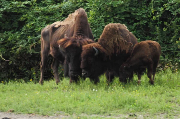Bison Large Even Toed Ungulates Genus Bison Subfamily Bovinae — Foto Stock