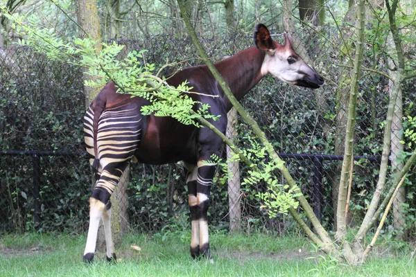 Okapi Okapia Johnstoni Mamífero Artiodáctilo Girafida Nativo Nordeste República Democrática — Fotografia de Stock