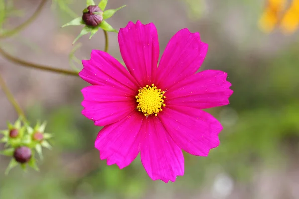 Silene Dioica Syn Melandrium Rubrum Jest Rośliną Kwitnącą Zielną Rodziny — Zdjęcie stockowe