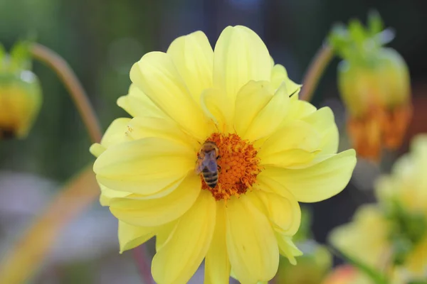 Dahlia Dahlia Genus Flowering Plants Sunflower Family Asteraceae — Foto de Stock