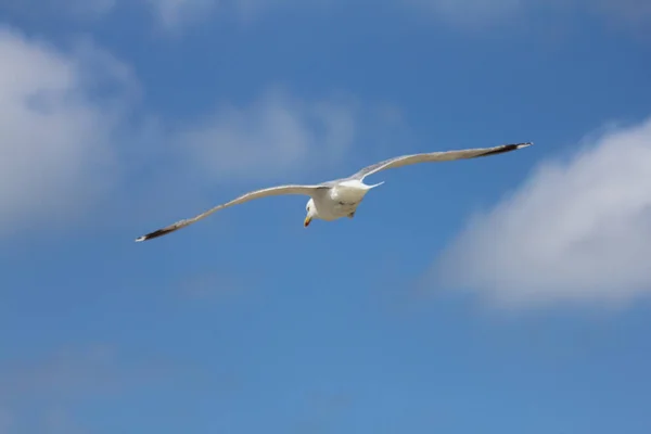 背景に青空が広がる空飛ぶカモメのクローズアップ — ストック写真