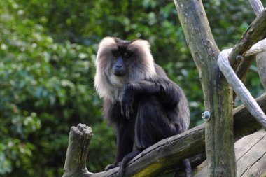 Aslan kuyruklu macak (Macaca silenus), Eski Dünya maymunu.