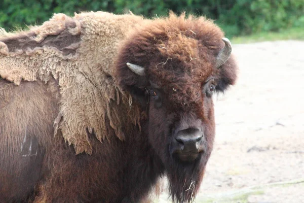Bison Large Even Toed Ungulates Genus Bison Subfamily Bovinae — Stock Photo, Image