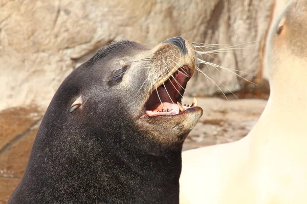 Ein Männliches Bruschhörnchen Oder Flussschwein Potamochoerusporcus — Stockfoto