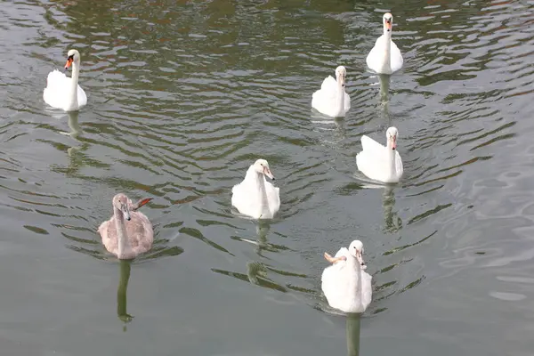 沉默天鹅 Cygnus Olor 是天鹅的一种 也是水鸟科的一员 — 图库照片