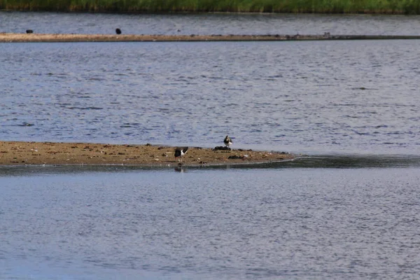 Veel Watervogels Rivieroever Bos Achtergrond — Stockfoto