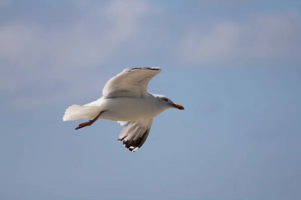 背景に青空が広がる空飛ぶカモメのクローズアップ — ストック写真