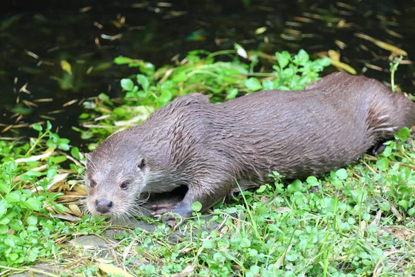 Eurasian Otter Lutra Lutra Also Known European Otter Eurasian River — 图库照片