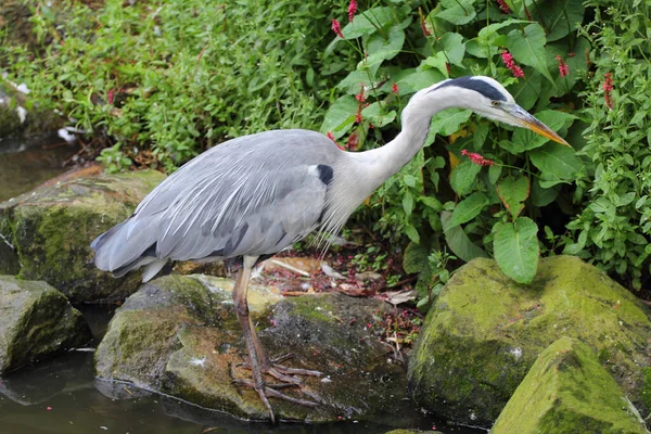 Great Blue Heron Ardea Cinerea Bird Species Order Ciconiiformes — Stock Photo, Image