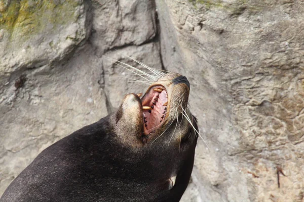 Leão Marinho Califórnia Zalophus Californianus Uma Foca Costeira Nativa Oeste — Fotografia de Stock