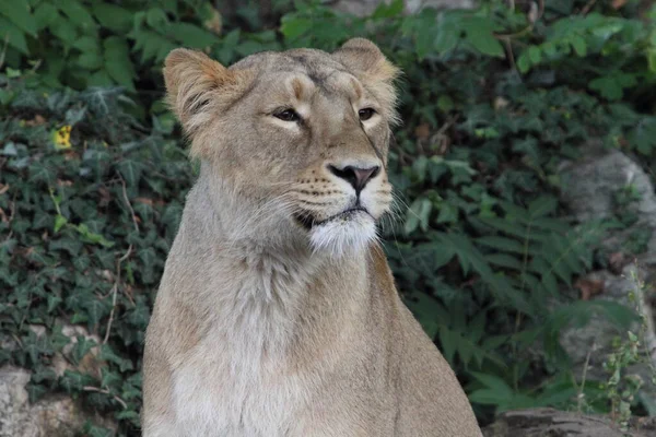 The Asiatic lion (Panthera leo leo) is a lion population in Gujarat, India, which is listed as Endangered on the IUCN Red List because of its small population size