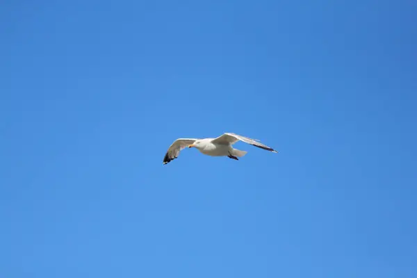 Close Uma Gaivota Voadora Com Céu Azul Fundo — Fotografia de Stock