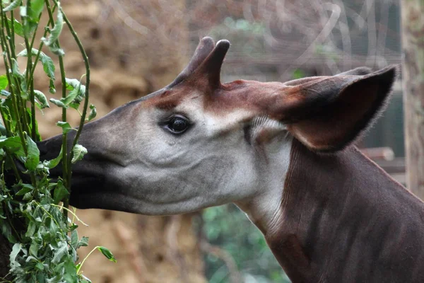 Den Okapi Okapia Johnstoni Giraffid Artiodactyl Pattedyr Hjemmehørende Den Nordøstlige - Stock-foto