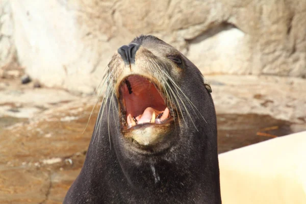 Kaliforniai Oroszlánfóka Zalophus Californianus Észak Amerika Nyugati Részén Honos Part — Stock Fotó