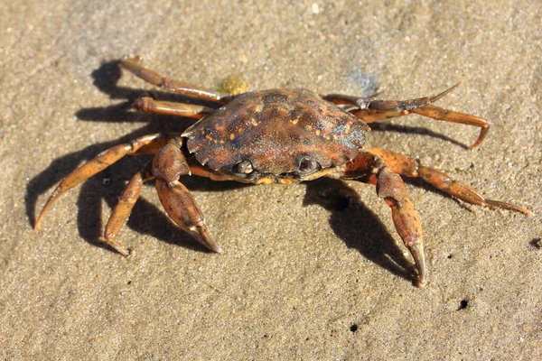 Close Little Beach Crab Carcinus Maenas — Stok fotoğraf