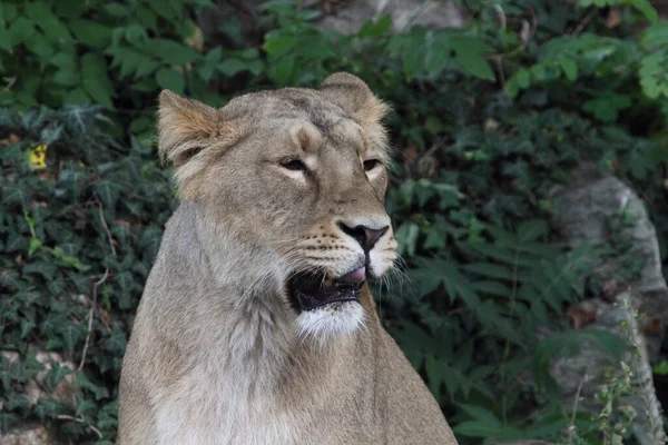 Asiatic Lion Panthera Leo Leo Lion Population Gujarat India Which — Stock Photo, Image