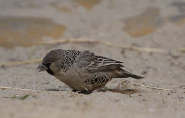 Sociable Weaver Philetairus Socius Also Commonly Known Common Social Weaver — Stock Photo, Image