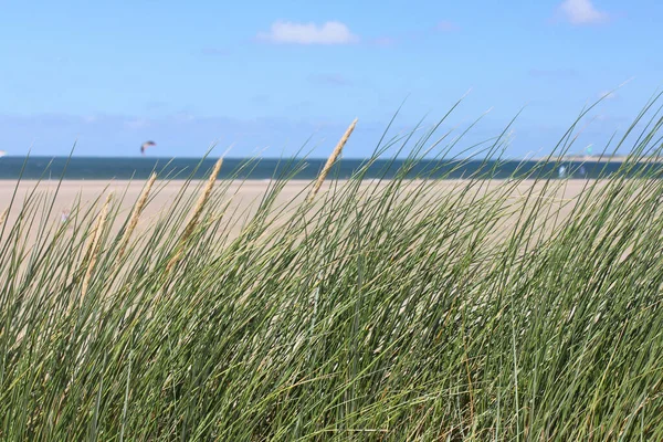 Sanddyner Vid Nordsjökusten Nederländerna — Stockfoto