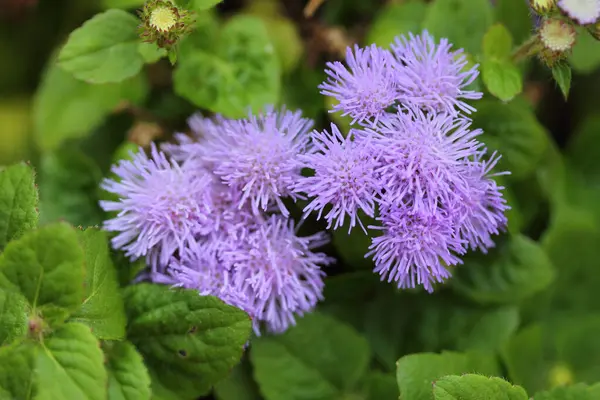 Ein Blütenstand Mit Vielen Sternförmigen Blauen Blüten — Stockfoto