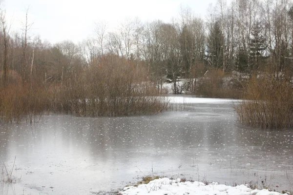 Vista Detallada Pequeño Lago Romántico Con Árboles —  Fotos de Stock