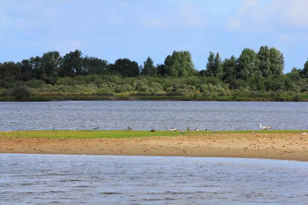 Viele Wasservögel Flussufer Hintergrund Wald — Stockfoto