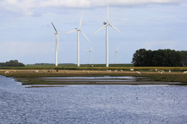 Mehrere Windmühlen Wasseroberfläche Mit Vögeln Und Einer Rinderherde Vordergrund — Stockfoto