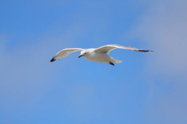 Arka planda mavi gökyüzü olan uçan bir martıya yakın çekim 