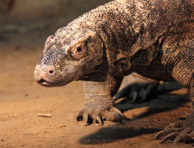 Monitor kertenkelesi, Varanus cinsinden birçok büyük kertenkele türünün yaygın adıdır.   