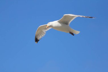 Arka planda mavi gökyüzü olan uçan bir martıya yakın çekim 